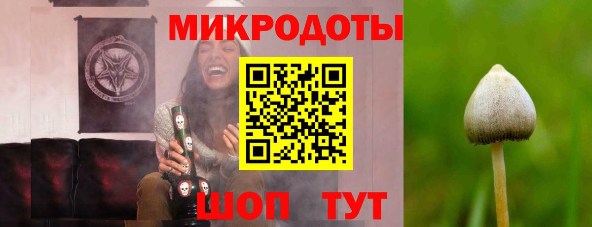 Псилоцибиновые грибы Psilocybe Краснодар